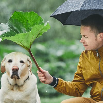 Rainy day with dog in nature. Young man with umbrella holding leaf of burdock above his sad labrador retriever.